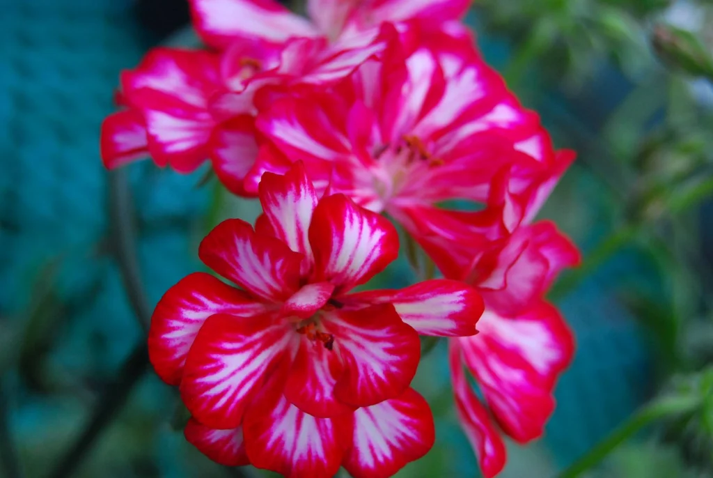 Petunia de Jardineria Valle de Benasque