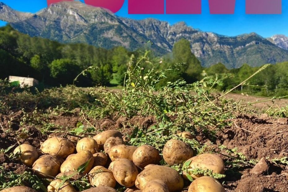 Vuelve la patata de Chía, el sabor del Pirineo con compromiso social